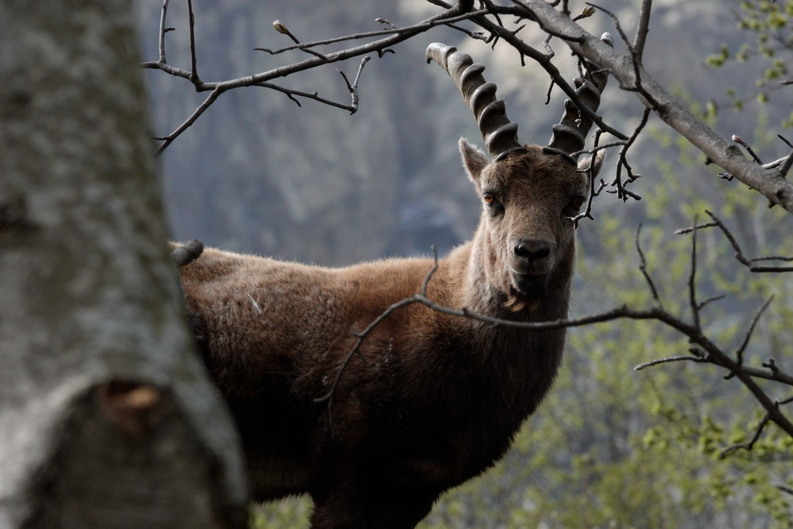 Tu che animale sei?