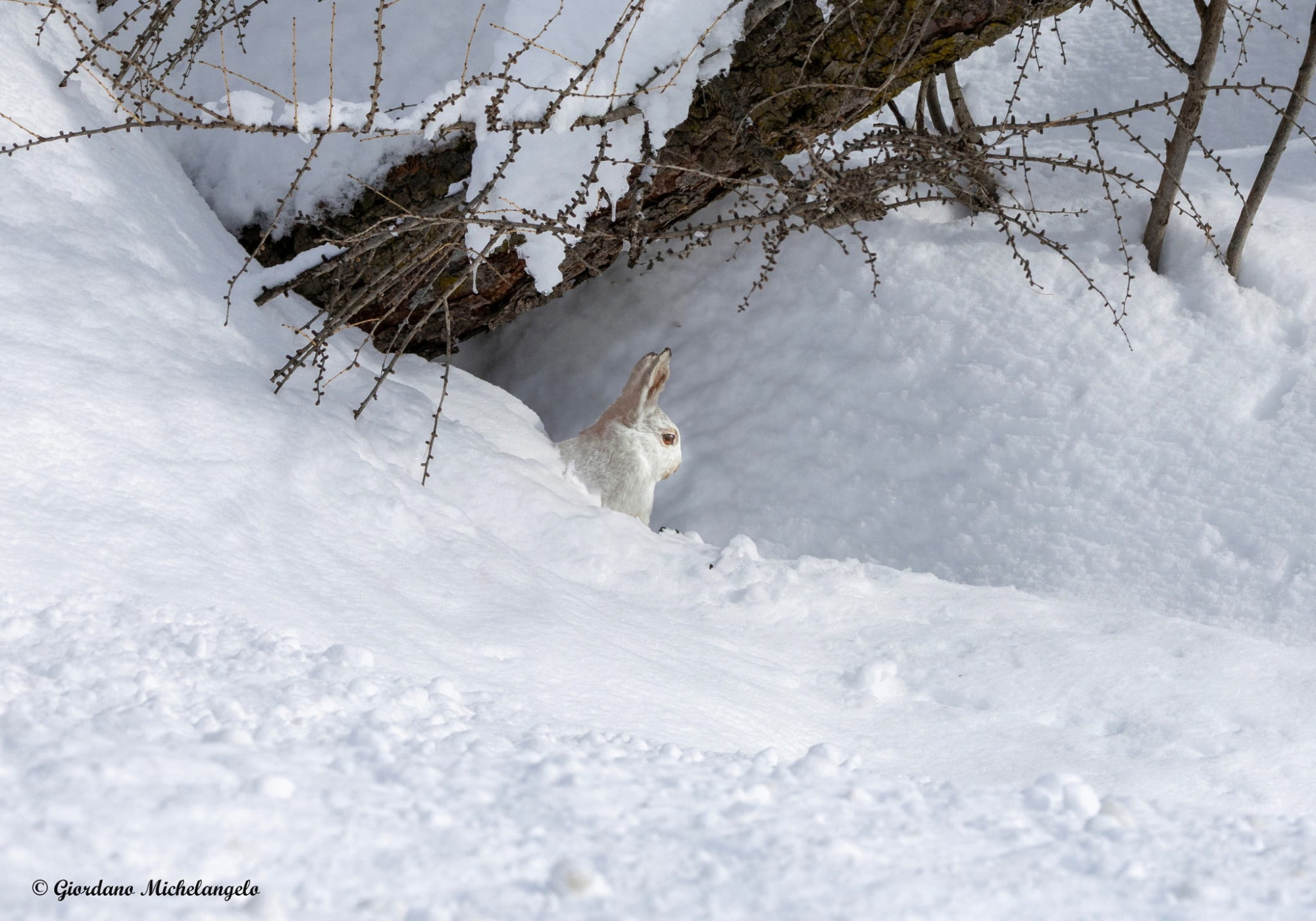 🐰 L’ecosistema delle specie variabili 🎴